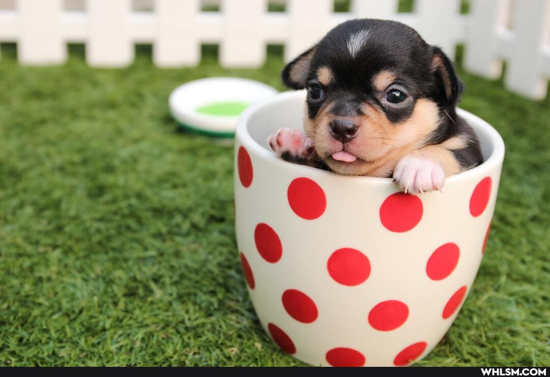 cute_animal, dog, baby, baby_animals, funny_animal