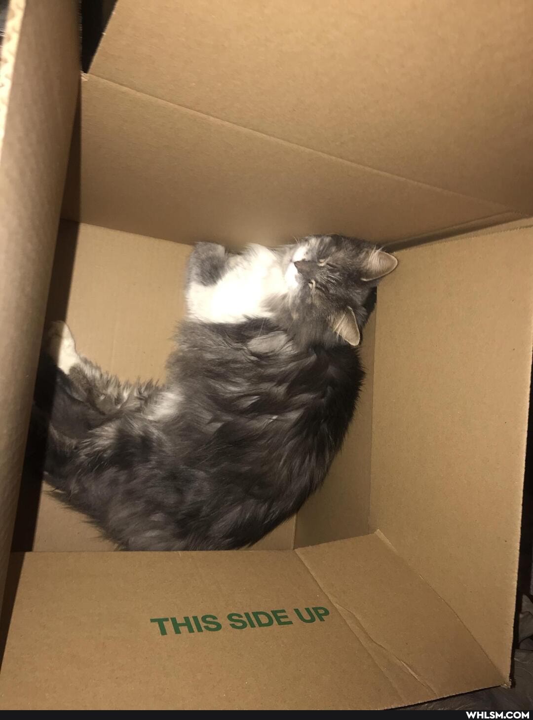 funny, cat, franksriracha, cats