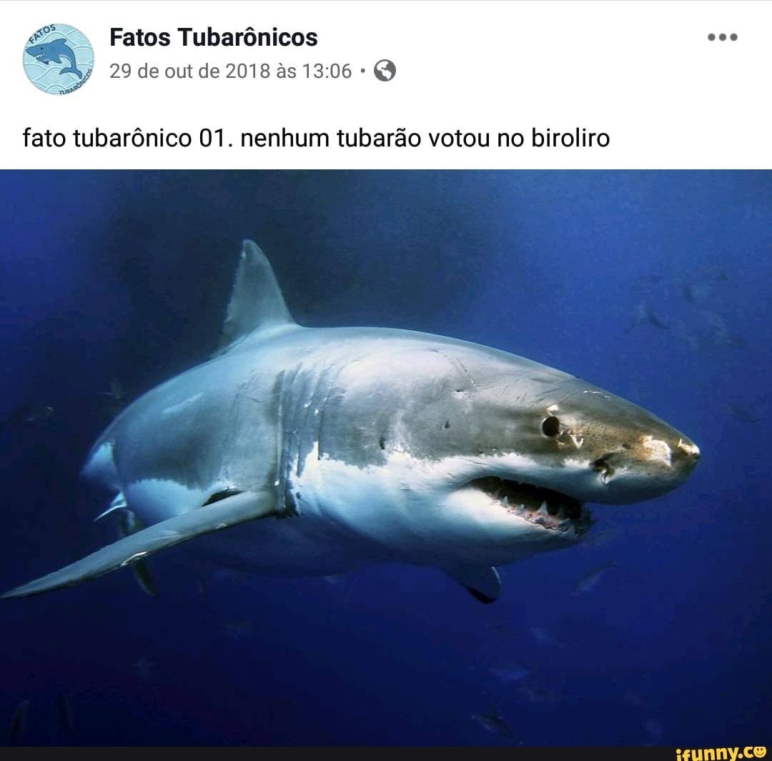 Fatos Tubarônicos
29 de out de 2018 as 13:06 fato tubarônico 01. nenhum tubarão votou no biroliro