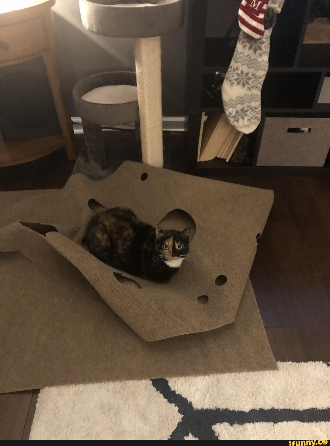 Cat Rug Meme Ripple_rug memes. Best Collection of funny Ripple_rug pictures on iFunny