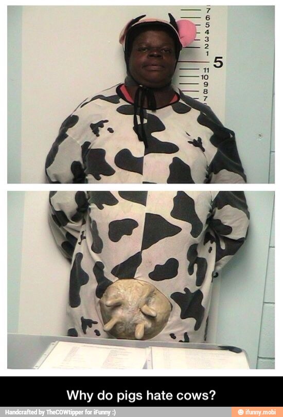 Why do pigs hate cows? - Why do pigs hate cows?