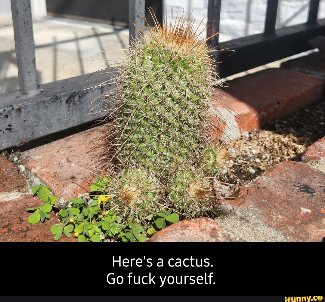 Here's a cactus. Go fuck yourself. - iFunny