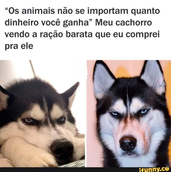 "Os animais não se importam quanto dinheiro você ganha" Meu cachorro vendo a ração barata que eu comprei pra ele
es