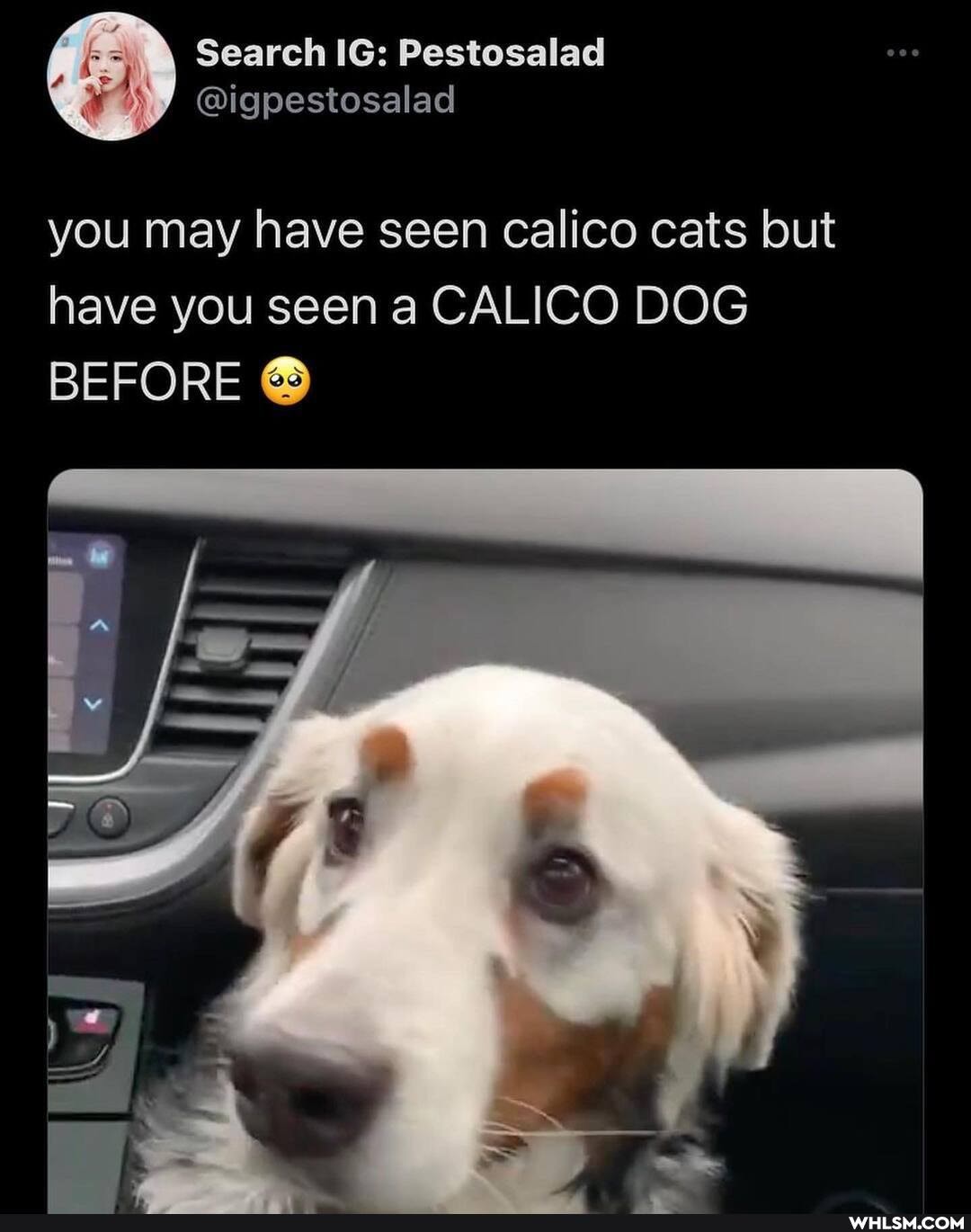 Search Pestosalad
@igpestosalad
you may have seen calico cats but have you seen a CALICO DOG BEFORE