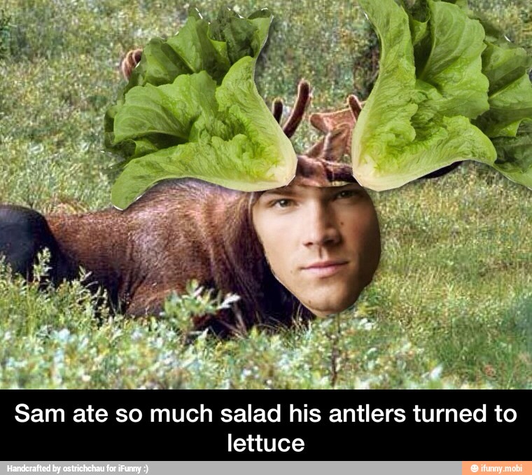 Sam ate so much salad his antlers turned to
lettuce - Sam ate so much salad his antlers turned to lettuce