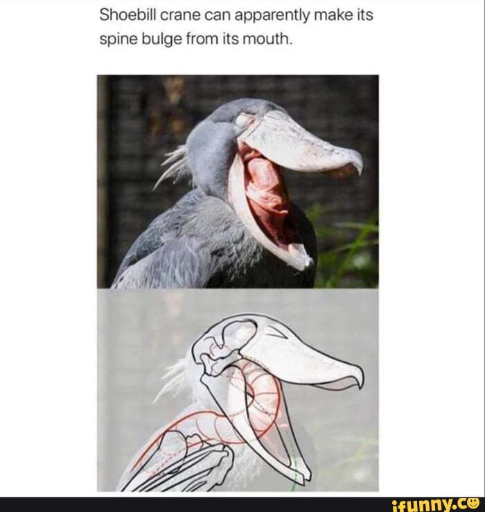 shoebill stork meme