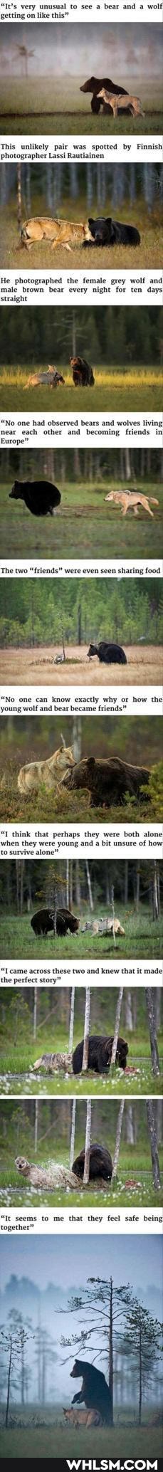 see a bear and a wolf getting on
This unlikely pair was spotted by Finnish photographer Lassi Rautiainen
He photographed the female grey wolf and male brown bear every night for ten days straight
"No one had observed beats and wolves living near each other and becoming friends in
Europe"
"No one can know exactly why or how the young wolf and bear became friends"
ehink that
to survive
eame actoss the perfect sto
"It seems to me that they feel safe being together"
