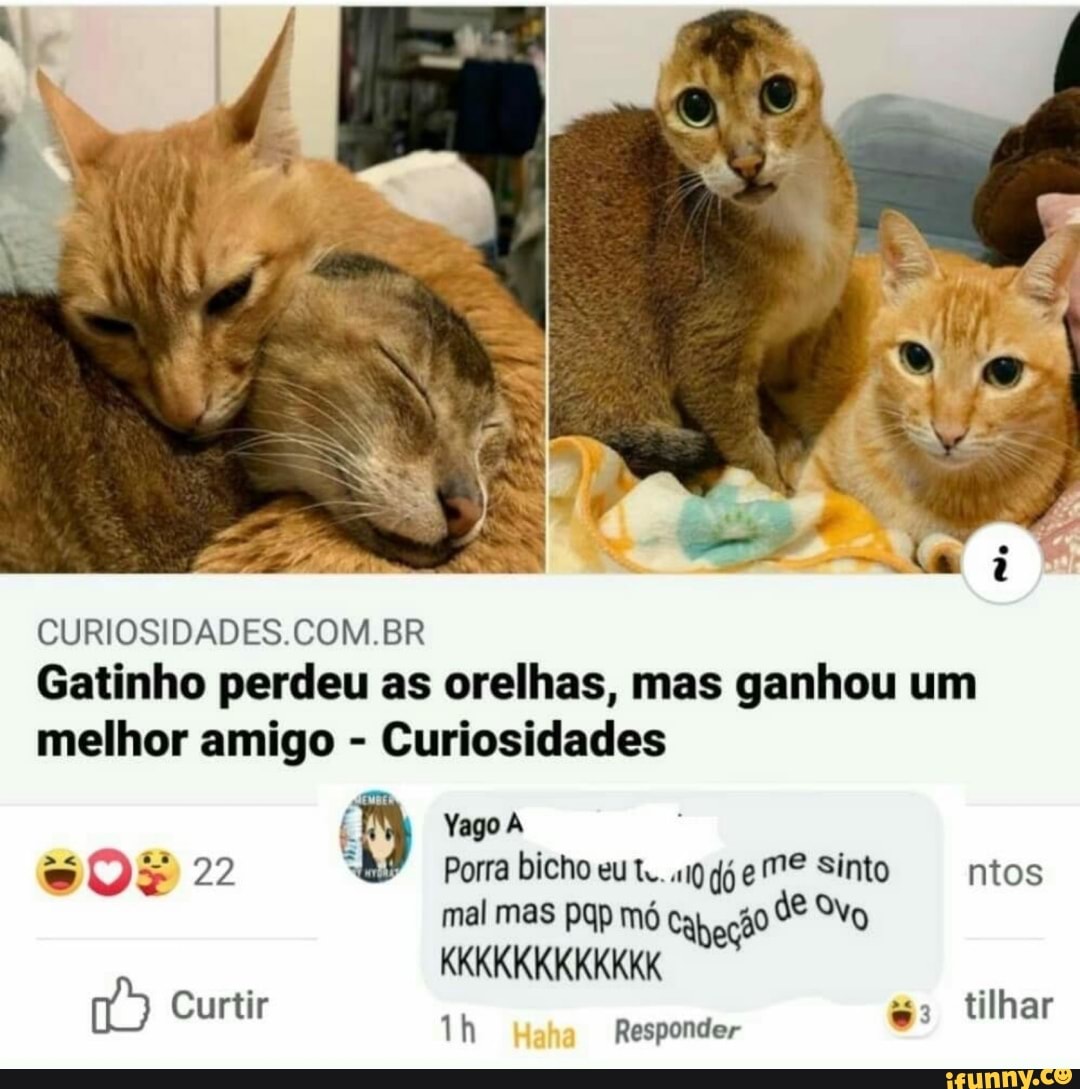 CURIOSIDADES.COM.BR
Gatinho perdeu as orelhas, mas ganhou um
melhor amigo Curiosidades