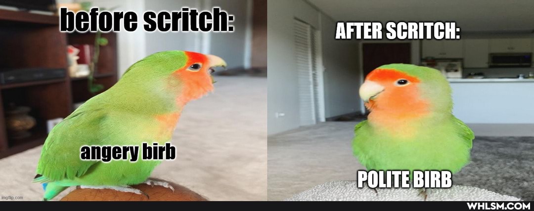 TAD POLITE BIRB