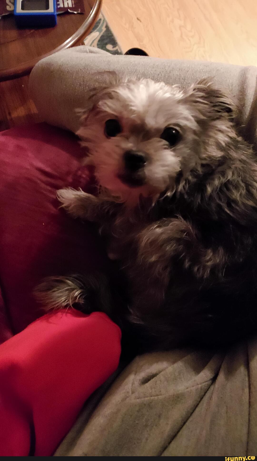 new, family, year, old, shih, tsu, teacup, chihuahua