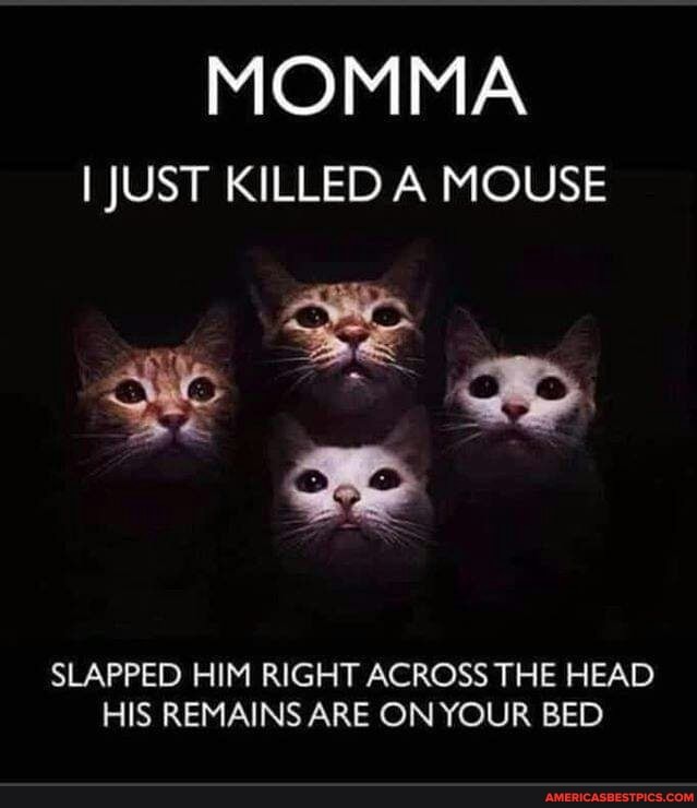 I JUST KILLED A MOUSE
Se
SLAPPED HIM RIGHT ACROSS THE HEAD HIS REMAINS ARE ON YOUR BED