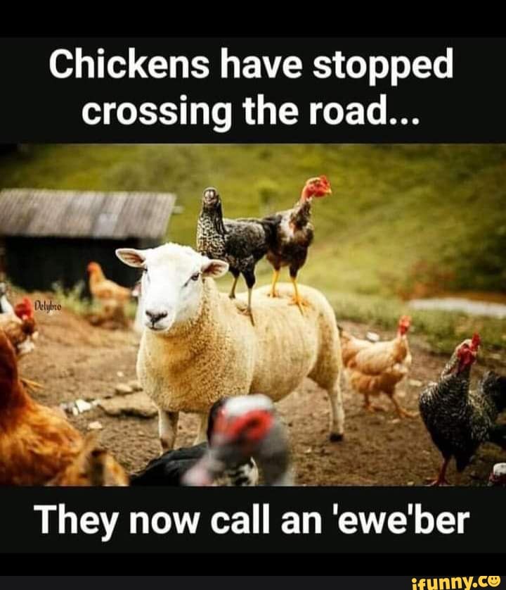 Chickens have stopped crossing the road... They now call an 'ewe'ber