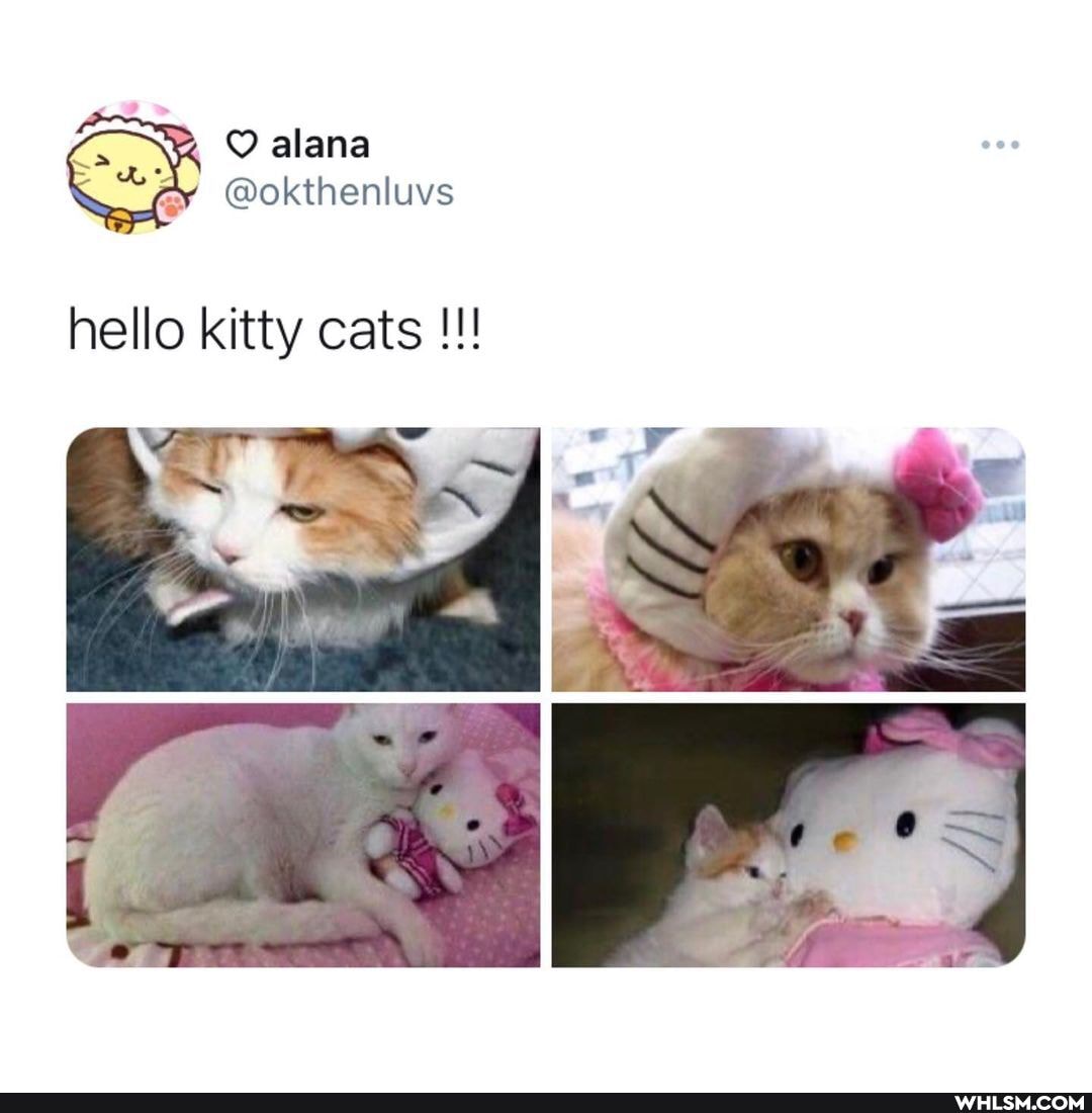 hello kitty cats