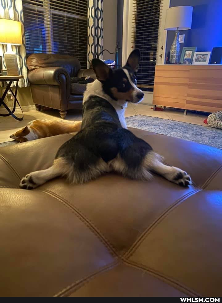 corgi_butts, aww, the_more_you_know, fluffy