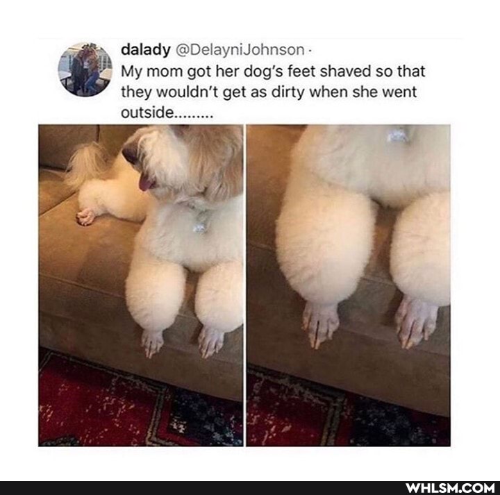dalady @DelayniJohnson
My mom got her dog's feet shaved so that they wouldn't get as dirty when she went outside.