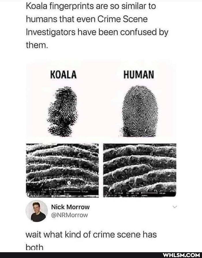 Koala fingerprints are so similar to humans that even Crime Scene
Investigators have been confused by them.
KOALA HUMAN
Nick Morrow
@NRMorrow
wait what kind of crime scene has