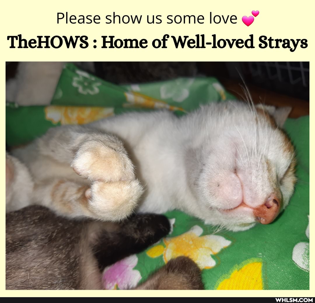 Please show us some love ww"
TheHOWS : Home of Well Strays
