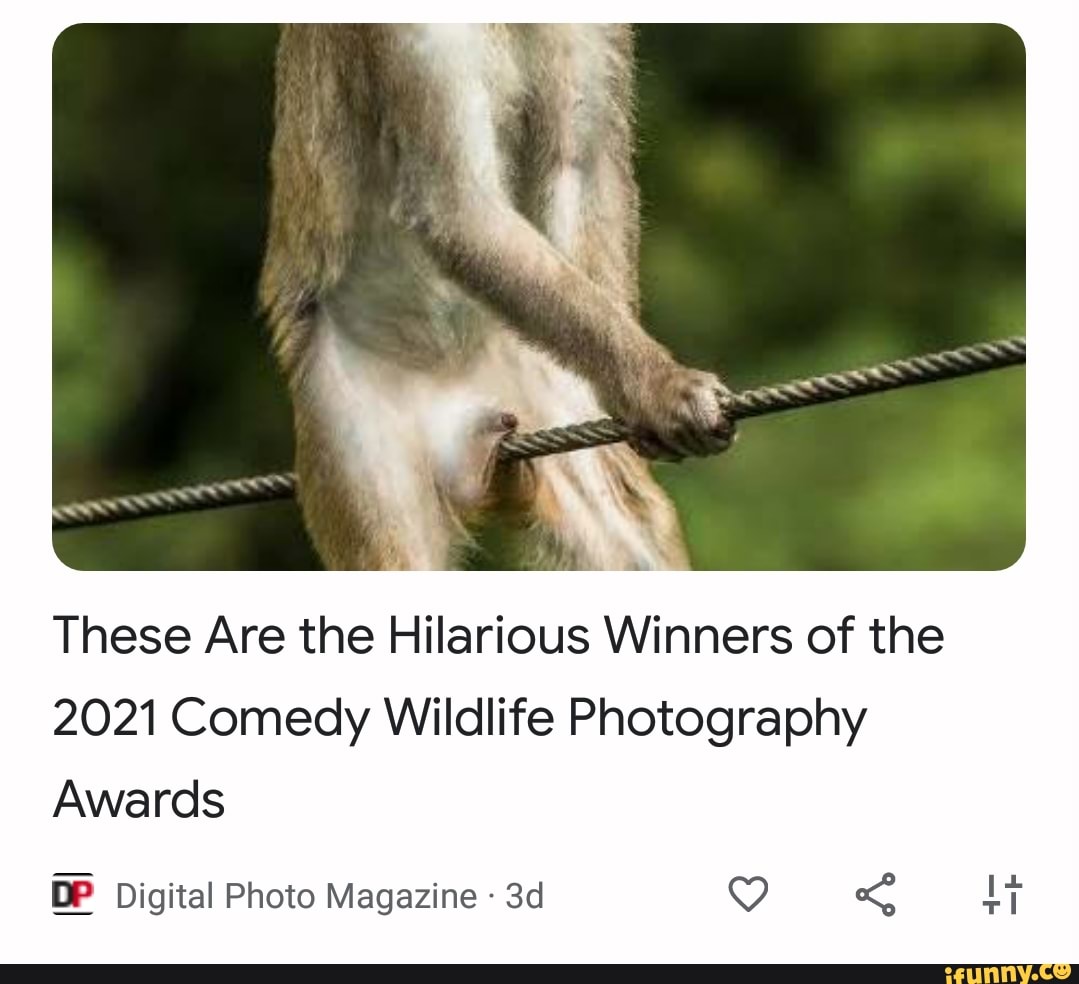 these-are-the-hilarious-winners-of-the-2021-comedy-wildlife-photography