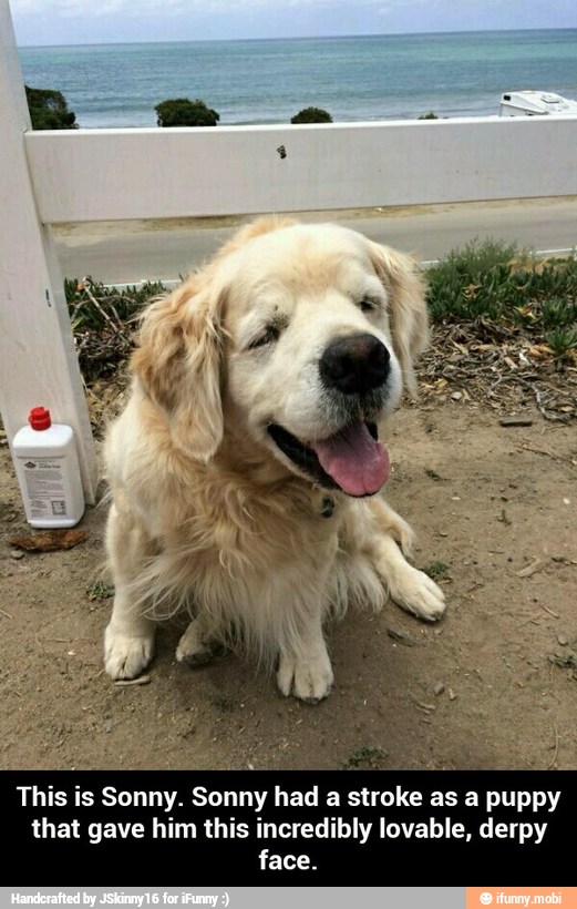 aid 4
This is Sonny. Sonny had a stroke as a puppy
that gave him this incredibly lovable, derpy
face. - This is Sonny. Sonny had a stroke as a puppy that gave him this incredibly lovable, derpy face.