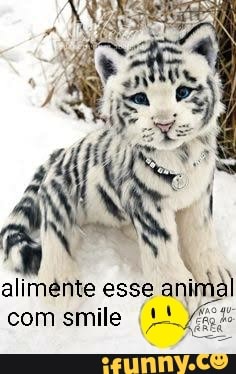 alimênte esse ani com smile