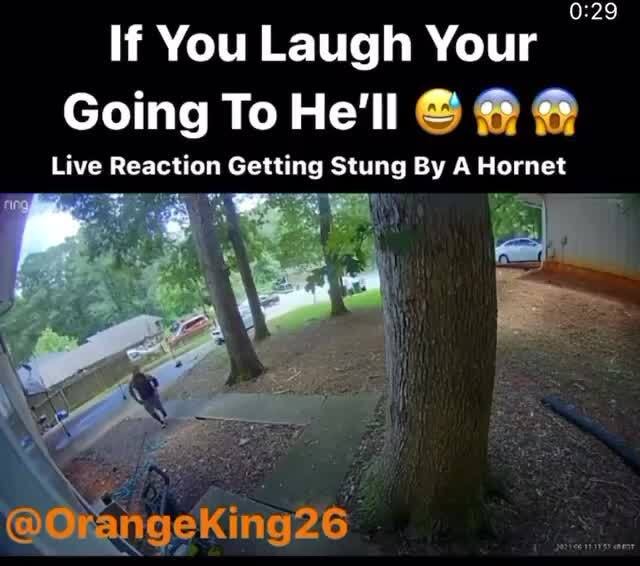 Hornet Memes Best Collection Of Funny Hornet Pictures On Ifunny