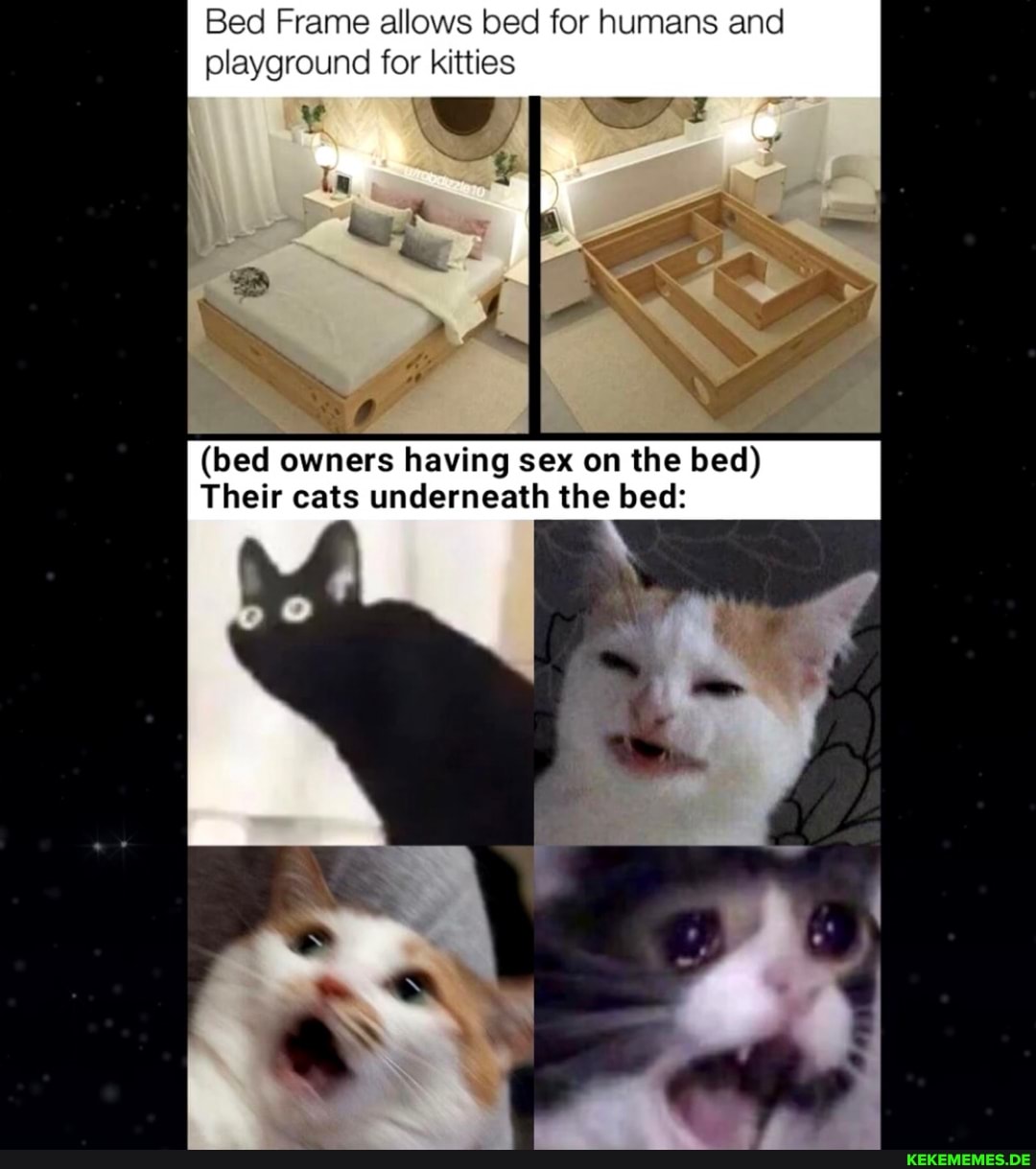 Bed Frame allows bed for humans and playground for kitties
(bed owners having sex on the bed)
Their cats underneath the bed: