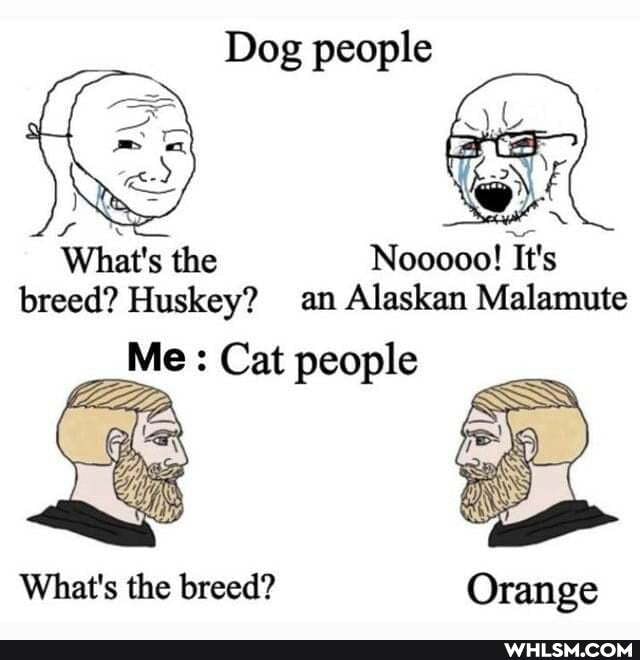 Dog people
What's the Nooooo! It's breed? Huskey? an Alaskan Malamute
Me : Cat people
What's the breed?