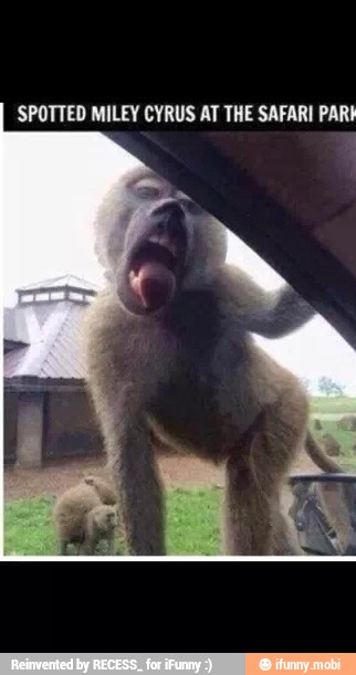 'SPOTTED MILEY CYRUS AT THE SAFARI PAR