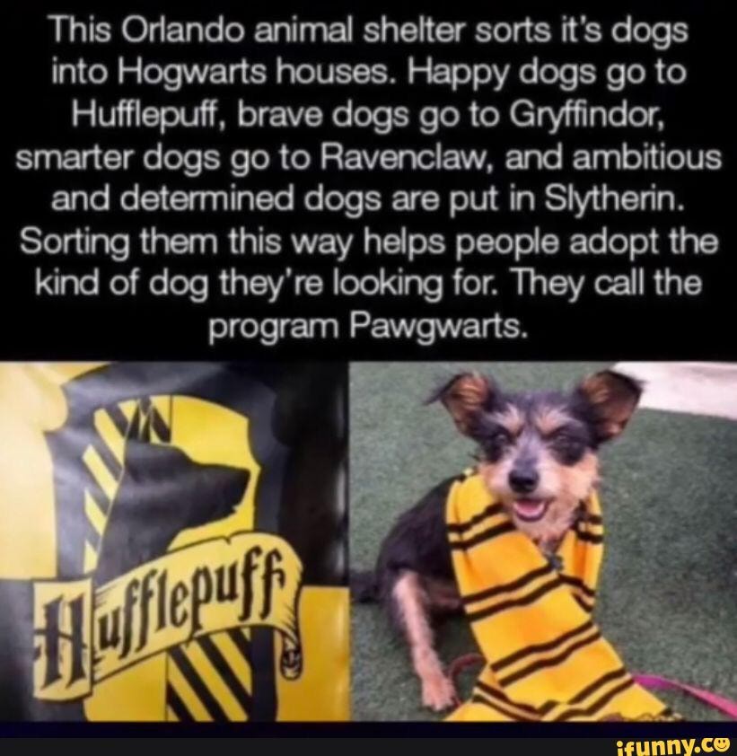 This Orlando animal shelter sorts it's dogs into Hogwarts houses. Happy