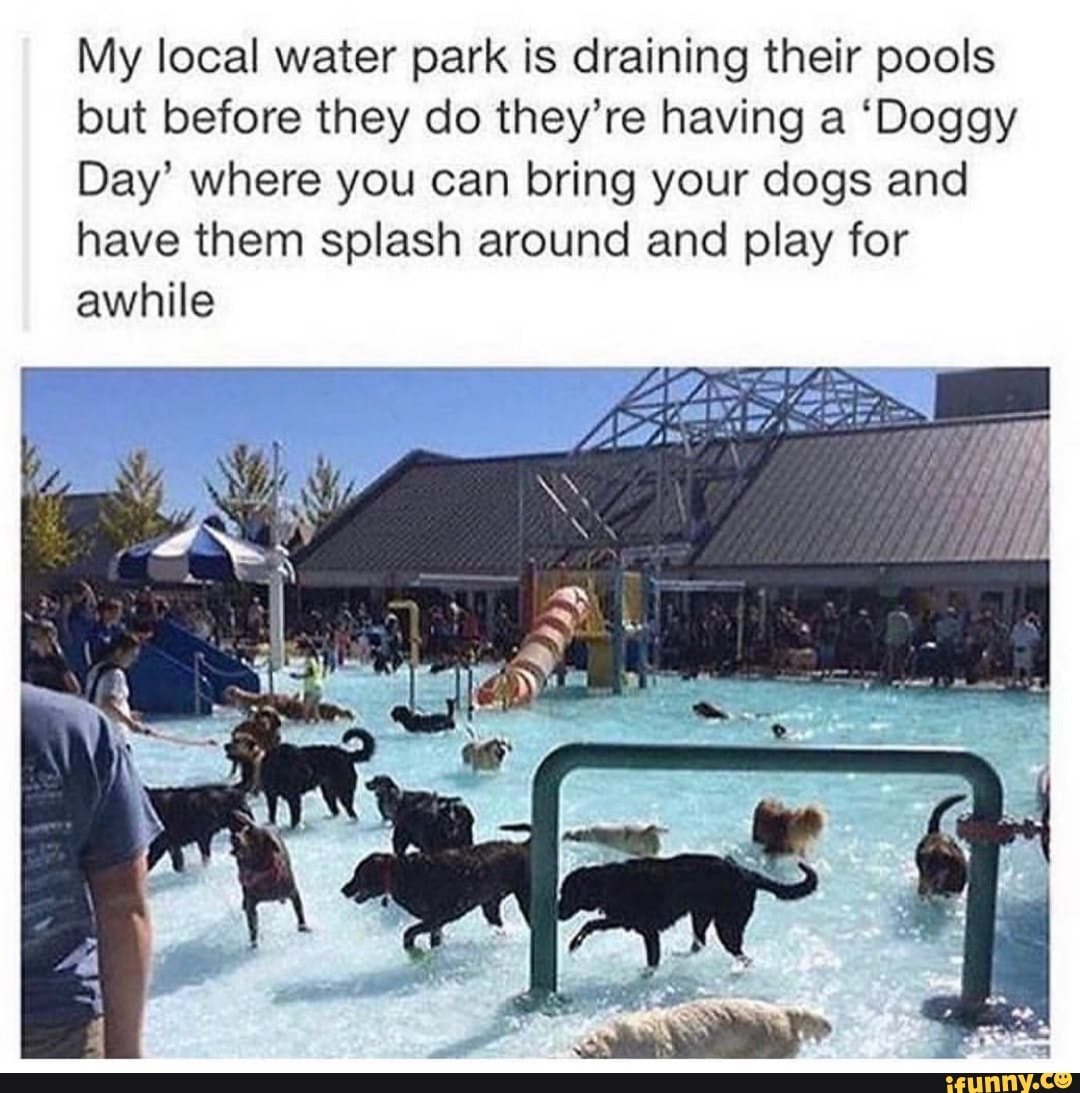 My local water park is draining their pools
but before they do they're having a 'Doggy
Day' where you can bring your dogs and
have them splash around and play for
awhile