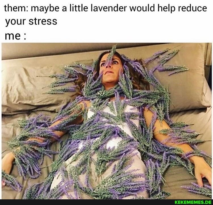 them: maybe a little lavender would help reduce your stress
me: