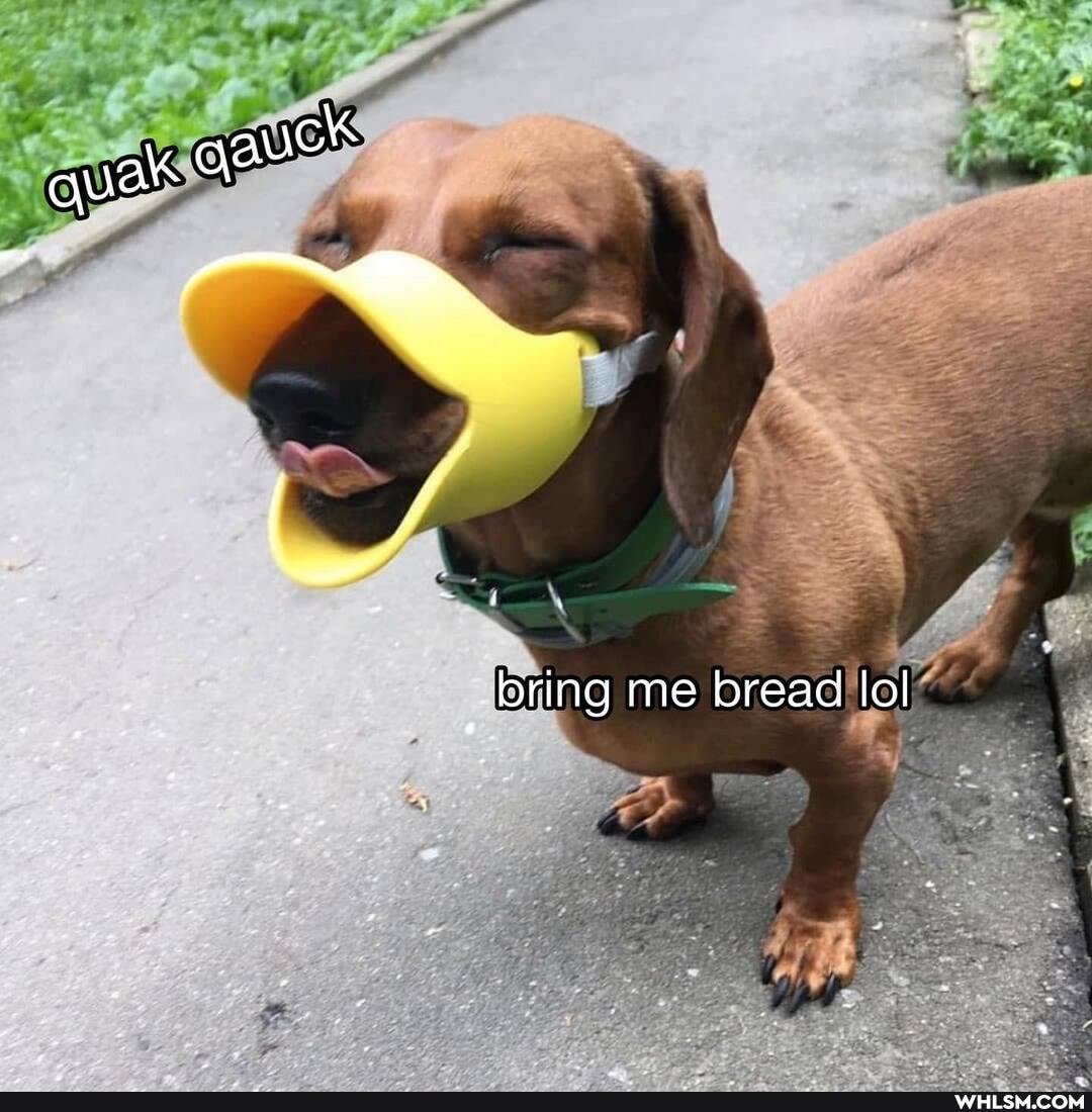 bring me bread lol