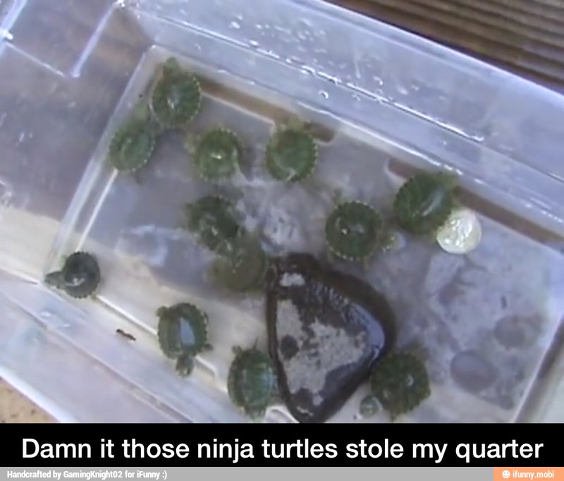 Damn it those ninja turtles stole my quarter - Damn it those ninja turtles stole my quarter