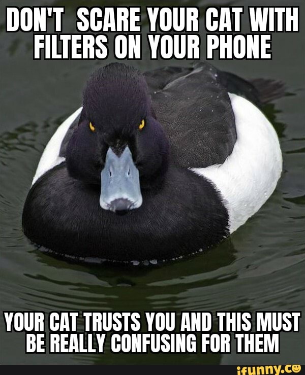 DON'T SCARE YOUR CAT WITH
FILTERS ON YOUR PHONE
YOUR CAT TRUSTS YOU AND THIS MUST
BE REALLY CONFUSING FOR THEM