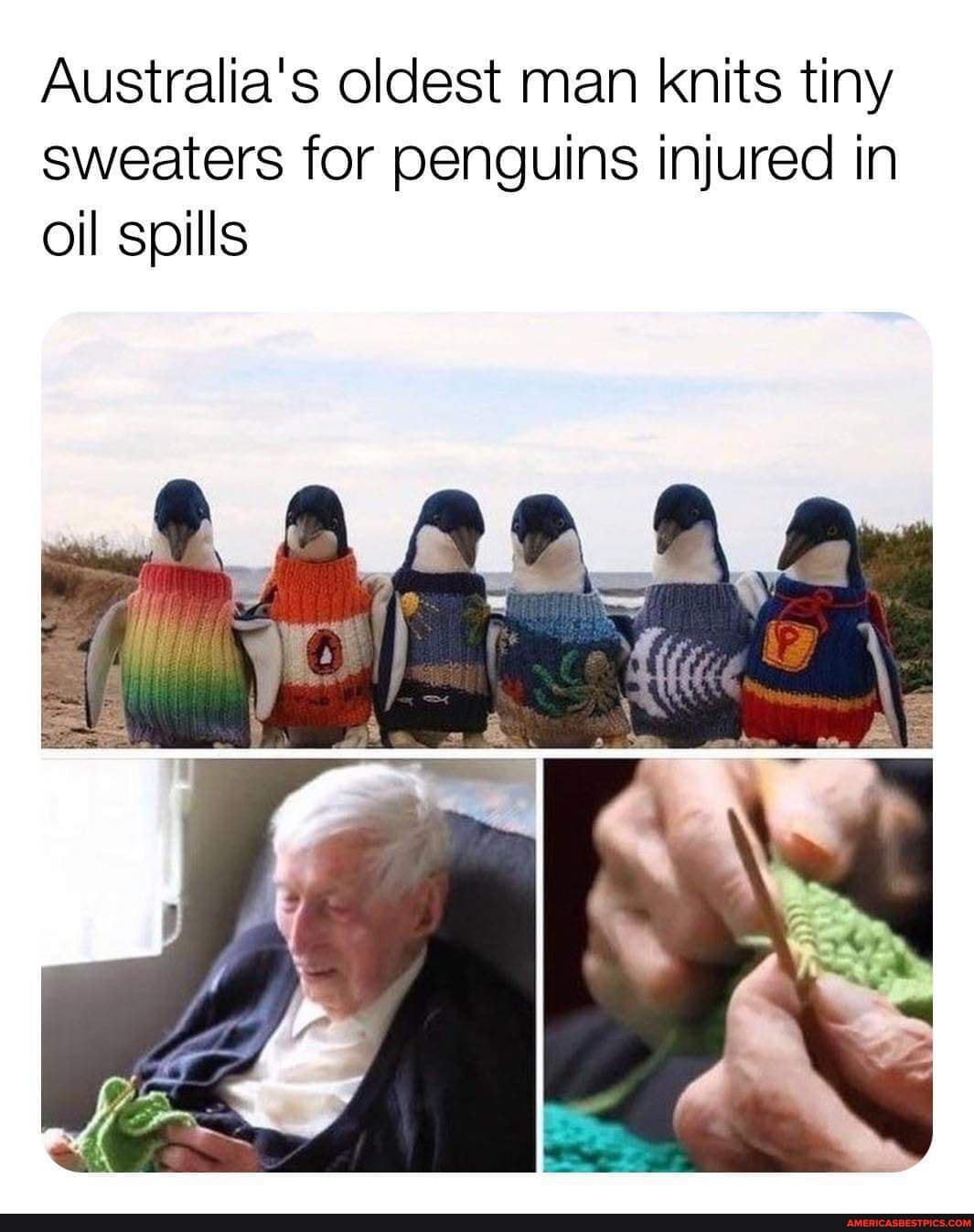 Australia's oldest man knits tiny sweaters for penguins injured in oil spills