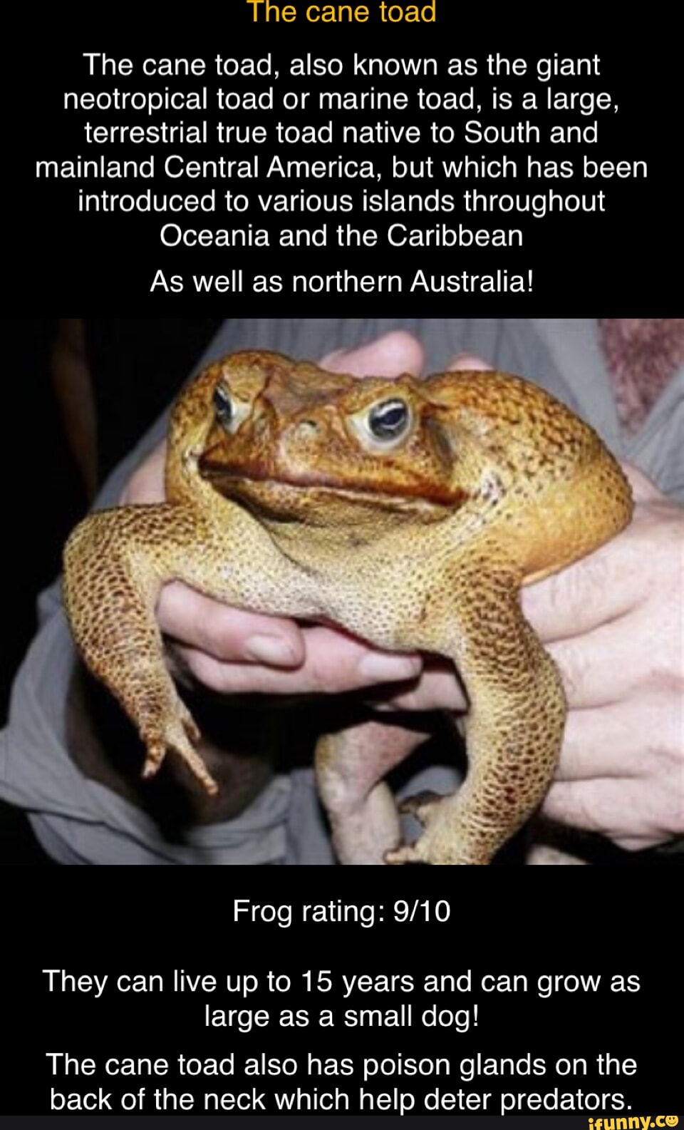 The cane toad The cane toad, also known as the giant neotropical toad ...