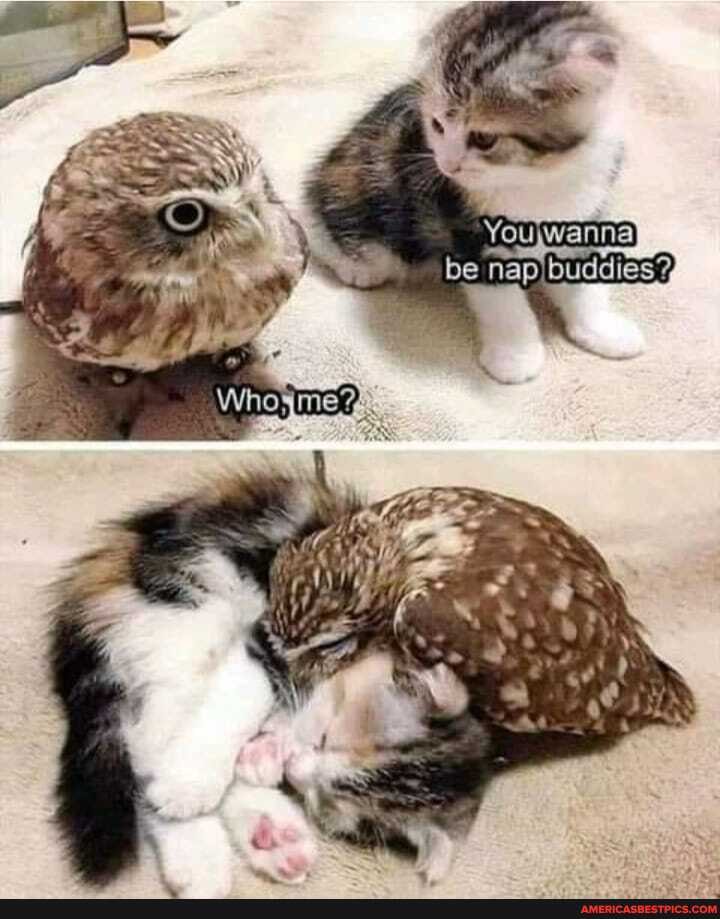nap buddies%