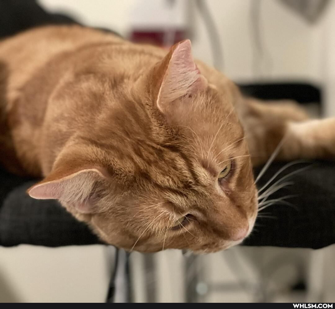 cat, caturday