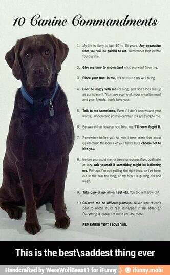 70 Canine Commandments
the best\saddest thing ever - This is the best\saddest thing ever