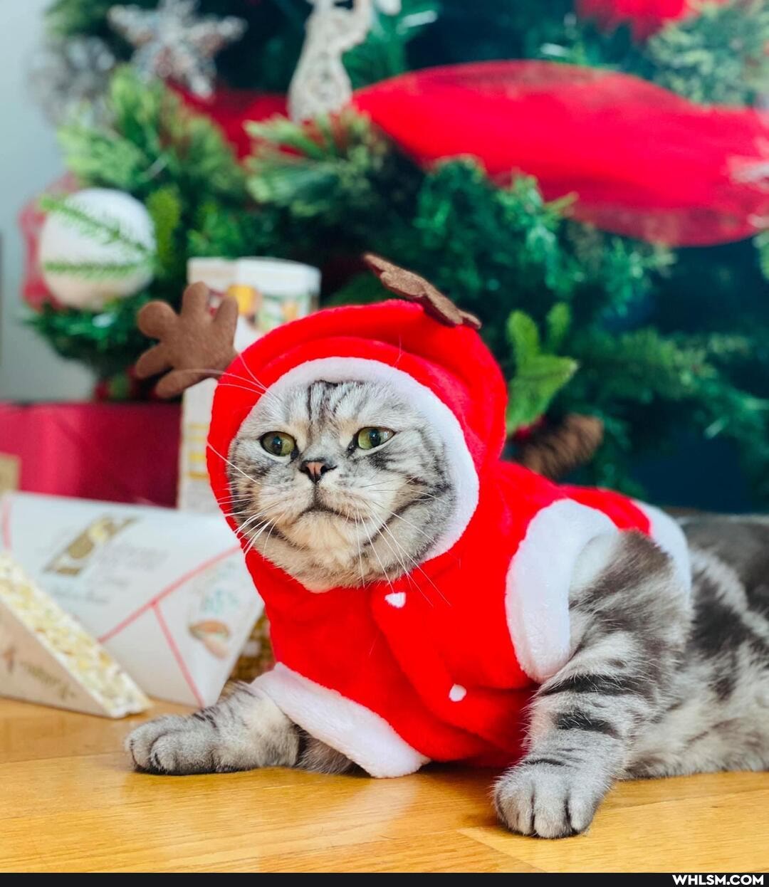 cats, caturday, christmas