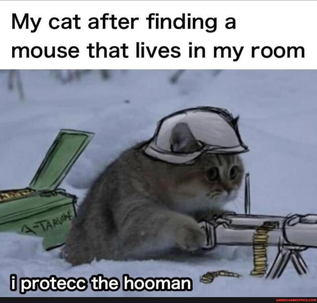 My cat after finding a
mouse that lives in my room
protecc the hooman