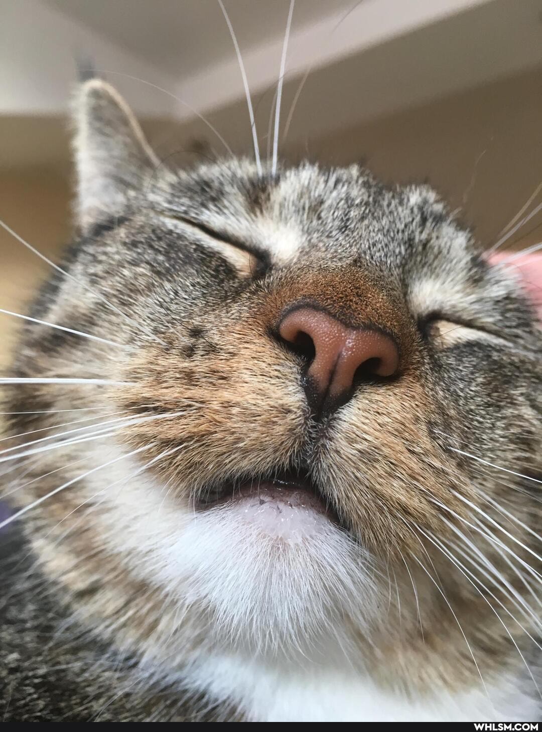 cat, loveyourpets, lazy