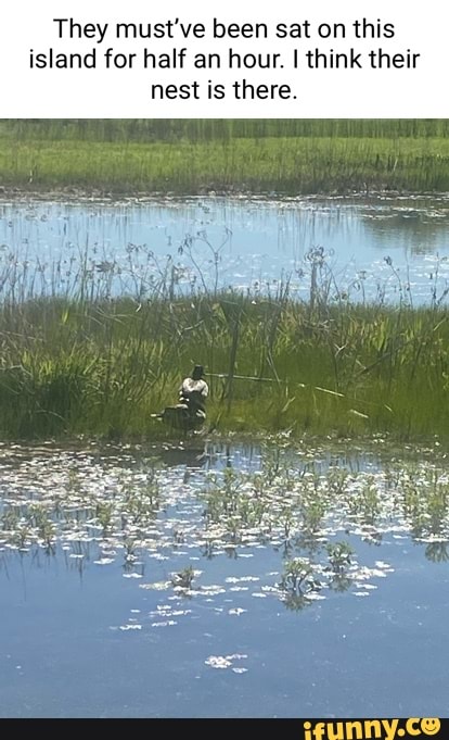 They must've been sat on this island for half an hour. I think their
Nest is there.