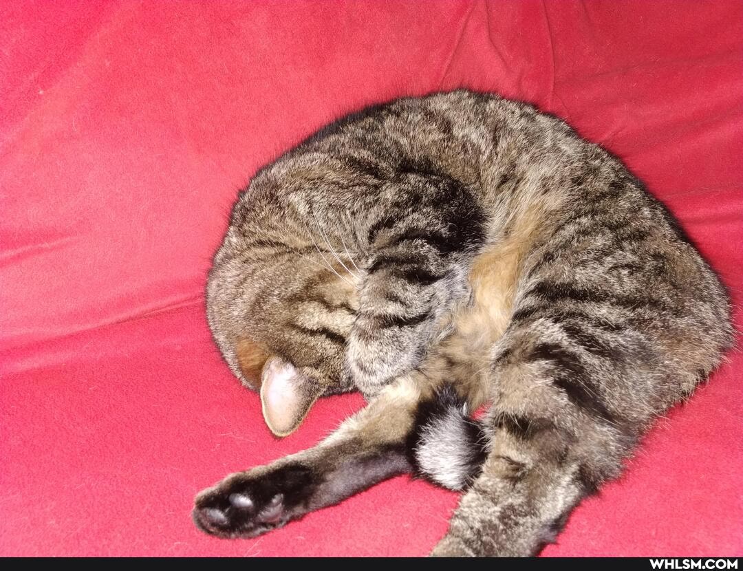 cat, upvote