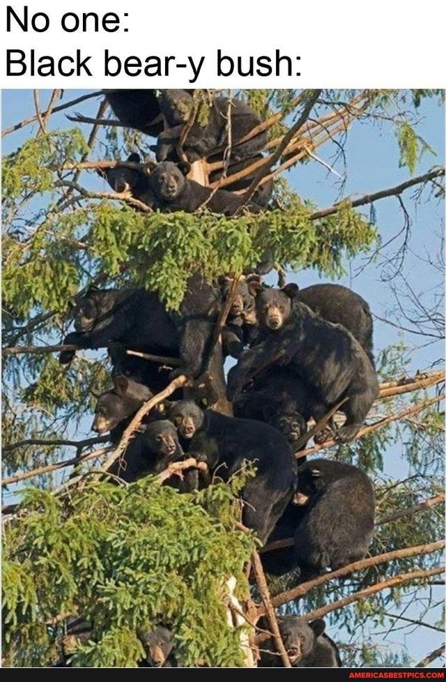 No one:
Black bear-y bus