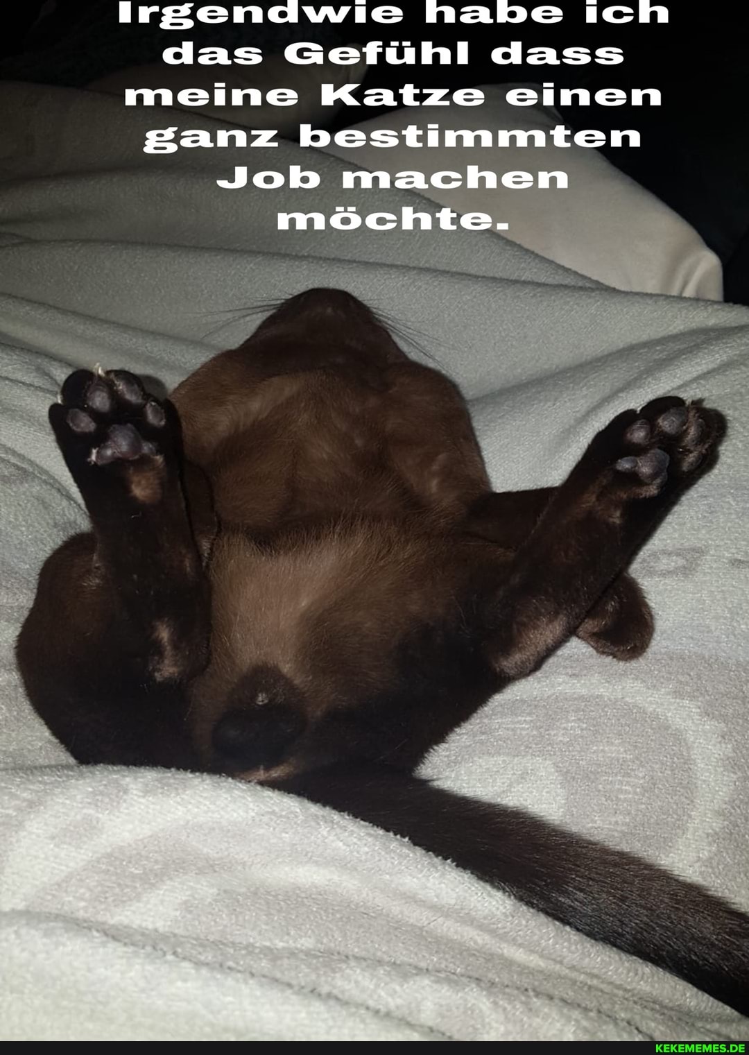 Irgendwie habe ch das Gefühl dass meine Katze einen ganz bestimmten
Job machen möchte.