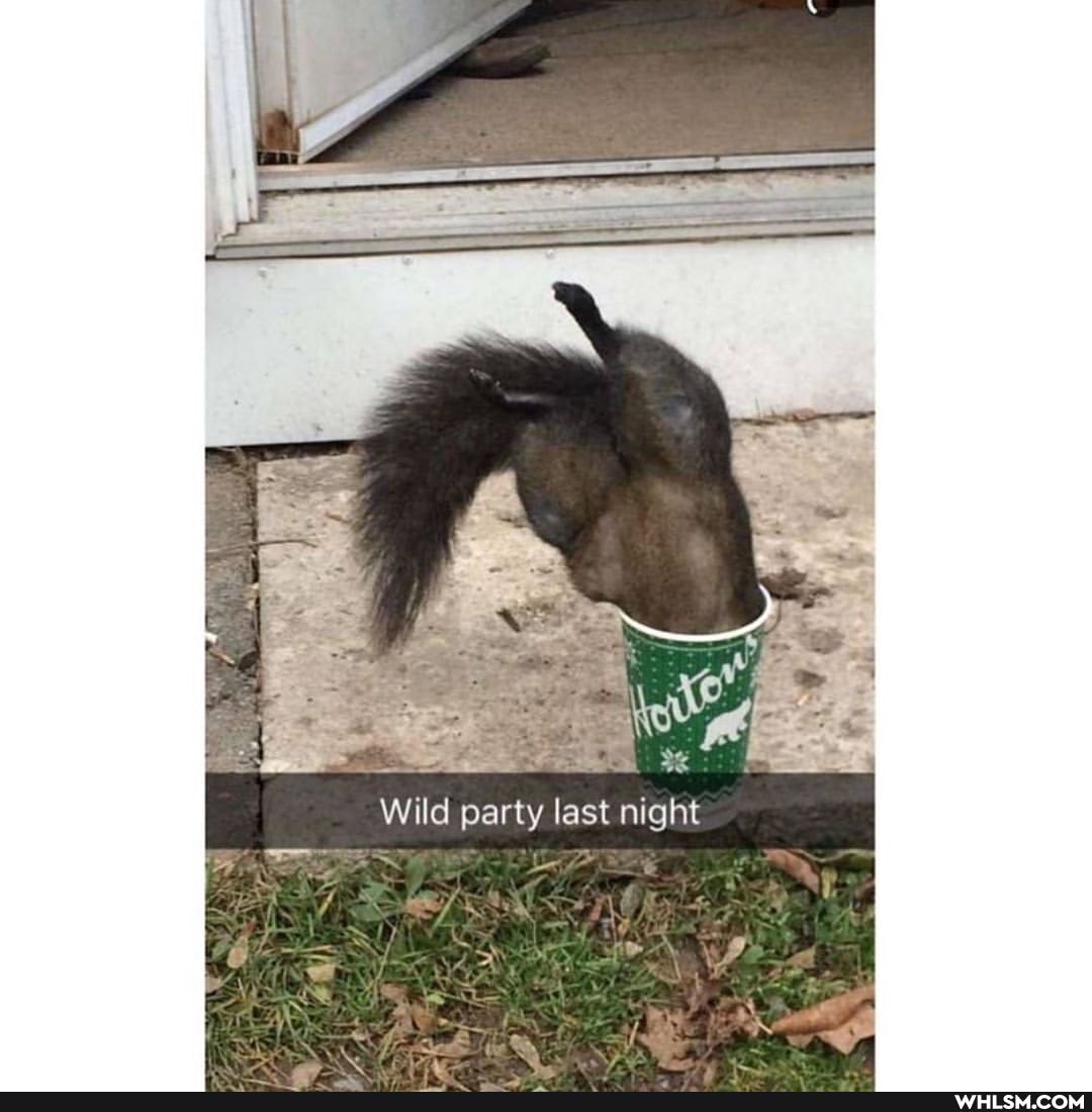Wild p last night