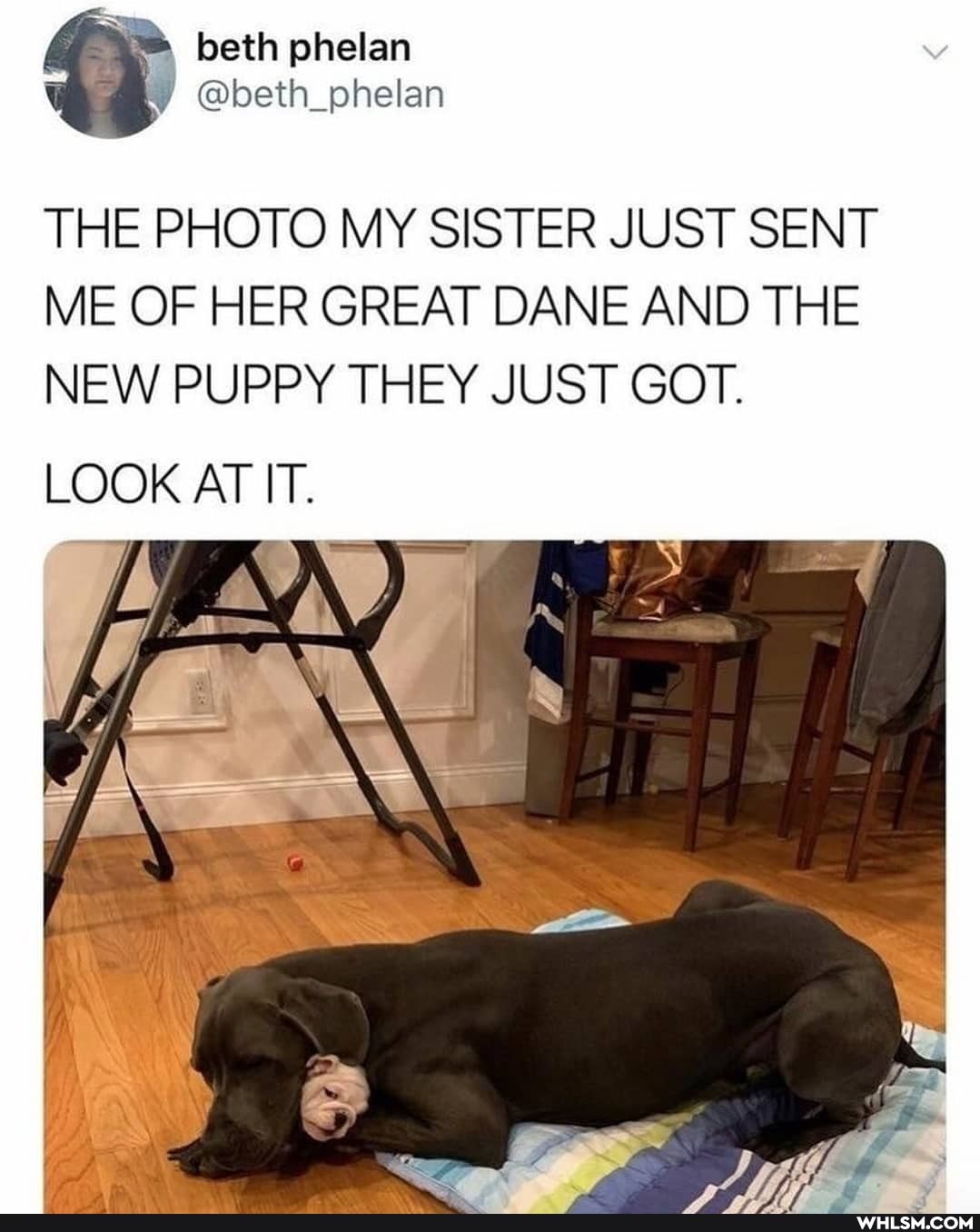 phelan
THE PHOTO MY SISTER JUST SENT ME OF HER GREAT DANE AND THE NEW PUPPY THEY JUST GOT.
LOOK AT IT.
hb) av