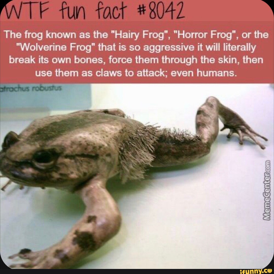 ANT fun fact The frog known as the 