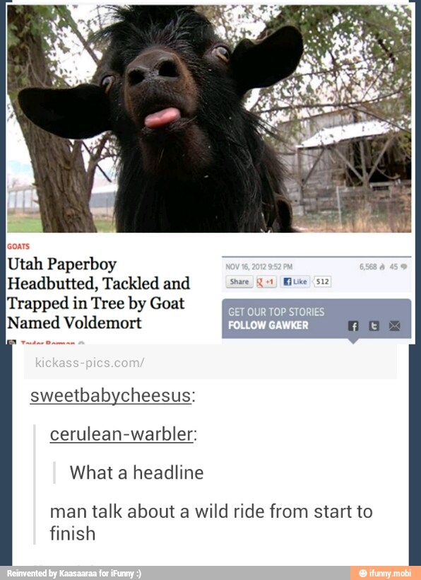 Headbutted, Tackled and
Trapped in Tree by Goat
Named Voldemort TRT NT
GET OUR TOP STORIES
sweetbabycheesus:
cerulean-warbler:
man talk about a wild ride from start to
finish